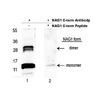 Anti-NAG-1 (C-terminal specific) (RABBIT) Antibody Biotin Conjugated, 100µg, Lyophilized