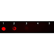 Anti-MOUSE IgG2b (Gamma 2b chain) (GOAT) Antibody Rhodamine Conjugated (Min Cross Bv, Hu, and Rb Serum Proteins), 1mg, Lyophilized