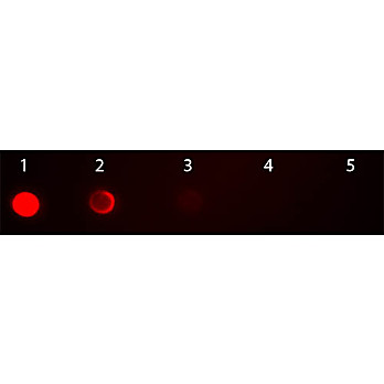 Anti-MOUSE IgG2b (Gamma 2b chain) (GOAT) Antibody Rhodamine Conjugated (Min Cross Bv, Hu, and Rb Serum Proteins), 1mg, Lyophilized
