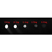 Anti-HUMAN IgG F(c) (GOAT) Antibody Fluorescein Conjugated, 2mg, Lyophilized