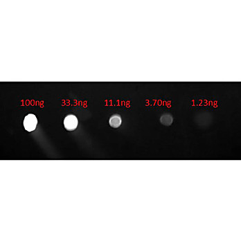 Anti-HUMAN IgG F(c) (GOAT) Antibody Fluorescein Conjugated, 2mg, Lyophilized