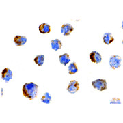 BIT1 nterm Antibody 100µg