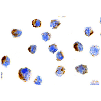 BIT1 nterm Antibody 100µg