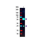 Anti-GOAT IgG (DONKEY) Antibody Phycoerythrin conjugated (Min X Ch GP Ham Hs Ms Rb & Rt Serum Proteins), 1mL,  Lyophilized