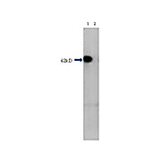 Anti-HDAC1 (RABBIT) Antibody, 100µg, Liquid (sterile filtered)