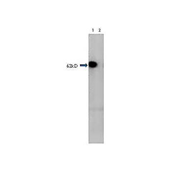 Anti-HDAC1 (RABBIT) Antibody, 100µg, Liquid (sterile filtered)
