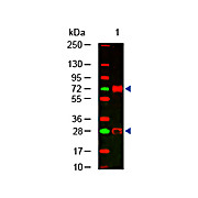 Anti-CHICKEN IgG (H&L) (RABBIT) Antibody, 10mg, Liquid (sterile filtered)