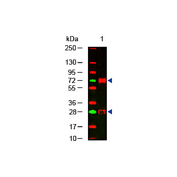 Anti-CHICKEN IgG (H&L) (RABBIT) Antibody, 10mg, Liquid (sterile filtered)