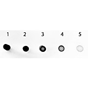 Anti-HUMAN IgA (alpha chain) (GOAT) Antibody Alkaline Phosphatase Conjugated, 1mg, Liquid (sterile filtered)