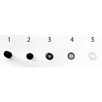 Anti-HUMAN IgA (alpha chain) (GOAT) Antibody Alkaline Phosphatase Conjugated, 1mg, Liquid (sterile filtered)