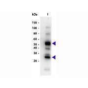 Anti-HUMAN IgG (H&L) (GOAT) Antibody Peroxidase Conjugated (Min X MOUSE Serum Proteins), 100µg, Lyophilized