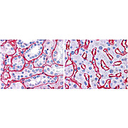 Anti-Collagen Type IV (RABBIT) Antibody Biotin Conjugated, 100µg, Lyophilized