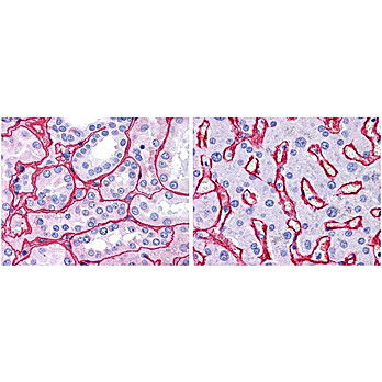 Anti-Collagen Type IV (RABBIT) Antibody Biotin Conjugated, 100µg, Lyophilized