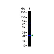 Anti-GFP (RABBIT) Antibody Fluorescein Conjugated, 100µg, Lyophilized