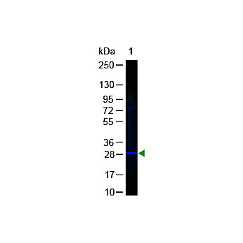 Anti-GFP (RABBIT) Antibody Fluorescein Conjugated, 100µg, Lyophilized