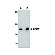 Anti-APC7 (RABBIT) Antibody, 100µg, Liquid (sterile filtered)