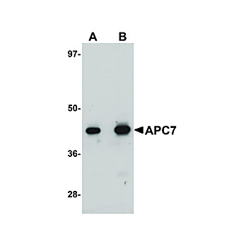 Anti-APC7 (RABBIT) Antibody, 100µg, Liquid (sterile filtered)