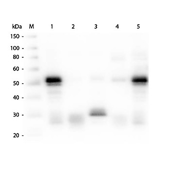 Anti-RABBIT IgG (H&L) (GOAT) Antibody, 2mg, Liquid (sterile filtered)
