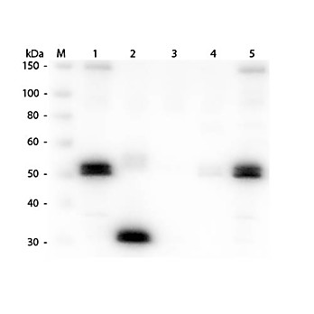 Anti-RAT IgG F(c) (GOAT) Antibody Alkaline Phosphatase Conjugated, 1mg, Liquid (sterile filtered)