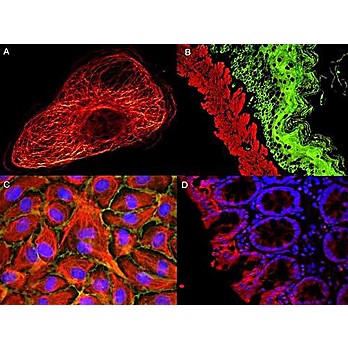 Anti-MOUSE IgG (H&L) (GOAT) Antibody ATTO 488 Conjugated (Min X Bv Ch Gt GP Ham Hs Hu Rb Rt & Sh Serum Proteins), 100µg, Lyophilized