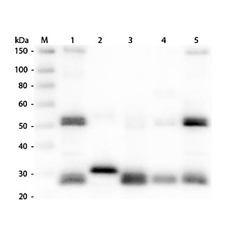 Anti-RAT IgG (H&L) (GOAT) Antibody Peroxidase Conjugated, 2mg, Lyophilized