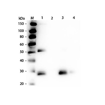 Anti-RAT IgG F(ab')2 (RABBIT) Antibody Alkaline Phosphatase Conjugated, 1mg, Liquid (sterile filtered)