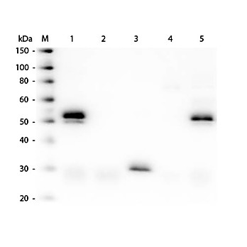 Anti-RABBIT IgG (H&L) (DONKEY) Antibody DyLight™ 488 Conjugated (Min X Bv Ch Gt GP Ham Hs Hu Ms Rt & Sh Serum Proteins), 100µg, Lyophilized