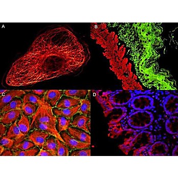 Anti-MOUSE IgG2b (Gamma 2b chain) (GOAT) Antibody ATTO 488 Conjugated (Min Cross Bv, Hu, and Rb Serum Proteins), 500µg, Lyophilized