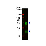 Anti-RABBIT IgG (H&L) (GOAT) Antibody (Min X Bv Ch Gt GP Ham Hs Hu Ms Rt & Sh Serum Proteins), 1mg, Liquid (sterile filtered)