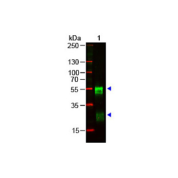 Anti-RABBIT IgG (H&L) (GOAT) Antibody (Min X Bv Ch Gt GP Ham Hs Hu Ms Rt & Sh Serum Proteins), 1mg, Liquid (sterile filtered)