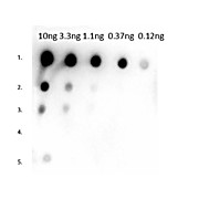 Anti-MOUSE IgG1 (Gamma 1 chain) (RABBIT) Antibody, 1mg, Liquid (sterile filtered)