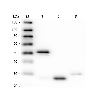 Anti-RABBIT IgG (H&L) (GUINEA PIG) Antibody (Min X Hu, Gt, Ms Serum Proteins), 1mg, Liquid (sterile filtered)