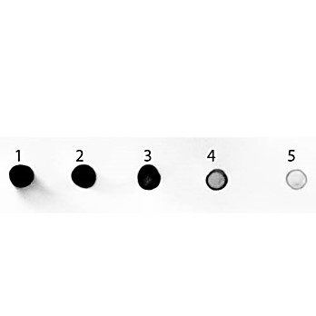 Anti-RAT IgG (H&L) (GOAT) Antibody Alkaline Phosphatase Conjugated (Min X Bv Ch Gt GP Ham Hs Hu Ms Rb & Sh Serum Proteins), 1mg, Liquid (sterile filtered)