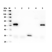 Anti-RABBIT IgG (H&L) (DONKEY) Antibody Biotin Conjugated (Min X Bv Ch Gt GP Ham Hs Hu Ms Rt & Sh Serum Proteins), 1mg, Lyophilized