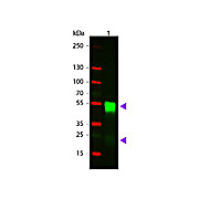 Anti-RABBIT IgG [H&L] (GOAT) Antibody CY3 Conjugated Min X Bv Ch Gt GP Ham Hs Hu Ms Rt & Sh Serum Proteins, 1mg, Lyophilized