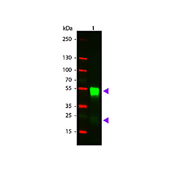 Anti-RABBIT IgG [H&L] (GOAT) Antibody CY3 Conjugated Min X Bv Ch Gt GP Ham Hs Hu Ms Rt & Sh Serum Proteins, 1mg, Lyophilized