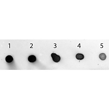 Anti-RABBIT IgG (H&L) (GOAT) Antibody Alkaline Phosphatase Conjugated (Min X Human Serum Proteins), 500µg, Liquid (sterile filtered)