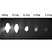 Anti-MOUSE IgG [H&L] (GOAT) Antibody CY5.5 Conjugated Min X Bv Ch Gt GP Ham Hs Hu Rb Rt & Sh Serum Proteins, 1mg, Lyophilized