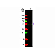 Anti-MOUSE IgG2a (Gamma 2a chain) (RABBIT) Antibody Texas Red™ Conjugated, 1mg, Lyophilized