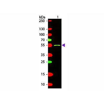 Anti-MOUSE IgG2a (Gamma 2a chain) (RABBIT) Antibody Texas Red™ Conjugated, 1mg, Lyophilized