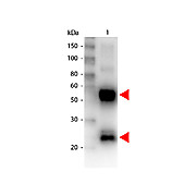 Anti-SWINE IgG (H&L) (GOAT) Antibody Biotin Conjugated, 2mg, Lyophilized