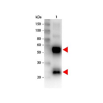 Anti-SWINE IgG (H&L) (GOAT) Antibody Biotin Conjugated, 2mg, Lyophilized