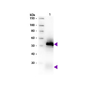 Anti-RABBIT IgG (H&L) (GOAT) Antibody Biotin Conjugated (Min X Bv Ch Gt GP Ham Hs Hu Ms Rt & Sh Serum Proteins), 1mg, Lyophilized
