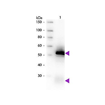 Anti-RABBIT IgG (H&L) (GOAT) Antibody Biotin Conjugated (Min X Bv Ch Gt GP Ham Hs Hu Ms Rt & Sh Serum Proteins), 1mg, Lyophilized