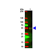 Anti-RABBIT IgG (H&L) (CHICKEN) Antibody Texas Red™ Conjugated, 1mg, Lyophilized