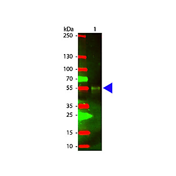 Anti-RABBIT IgG (H&L) (CHICKEN) Antibody Texas Red™ Conjugated, 1mg, Lyophilized