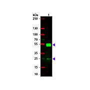 Anti-MOUSE IgG (H&L) (RABBIT) Antibody Rhodamine Conjugated, 2mg, Lyophilized