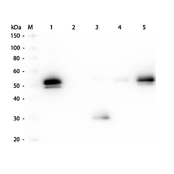 Anti-RABBIT IgG F(c) (GOAT) Antibody Peroxidase Conjugated (Min X Human Serum Proteins), 2mg, Lyophilized