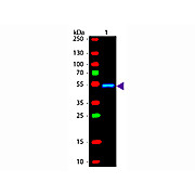 Anti-MOUSE IgG1 (Gamma 1 chain) (RABBIT) Antibody Fluorescein Conjugated, 1mg, Lyophilized