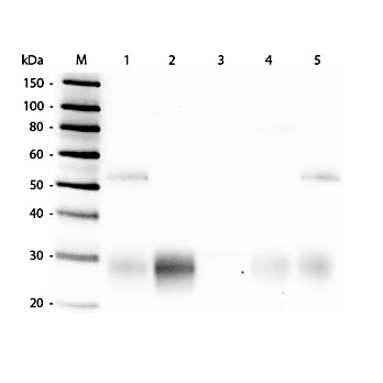 Anti-RABBIT IgG F(ab')2 (GOAT) Antibody Biotin Conjugated (Min X Human Serum Proteins), 2mg, Lyophilized